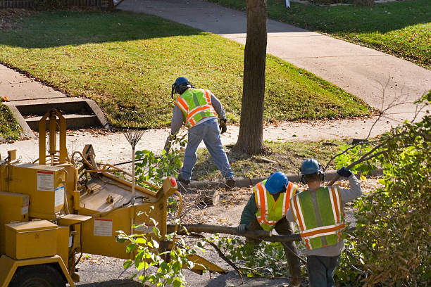 Best Lot and Land Clearing  in Saginaw, MI