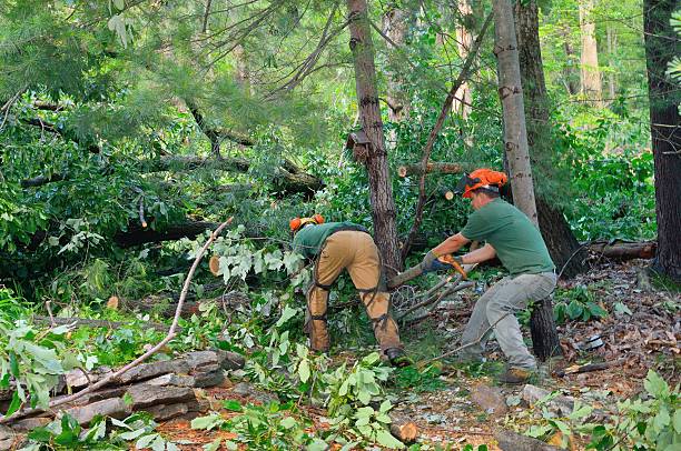 Best Seasonal Cleanup (Spring/Fall)  in Saginaw, MI